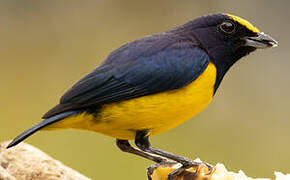 Spot-crowned Euphonia