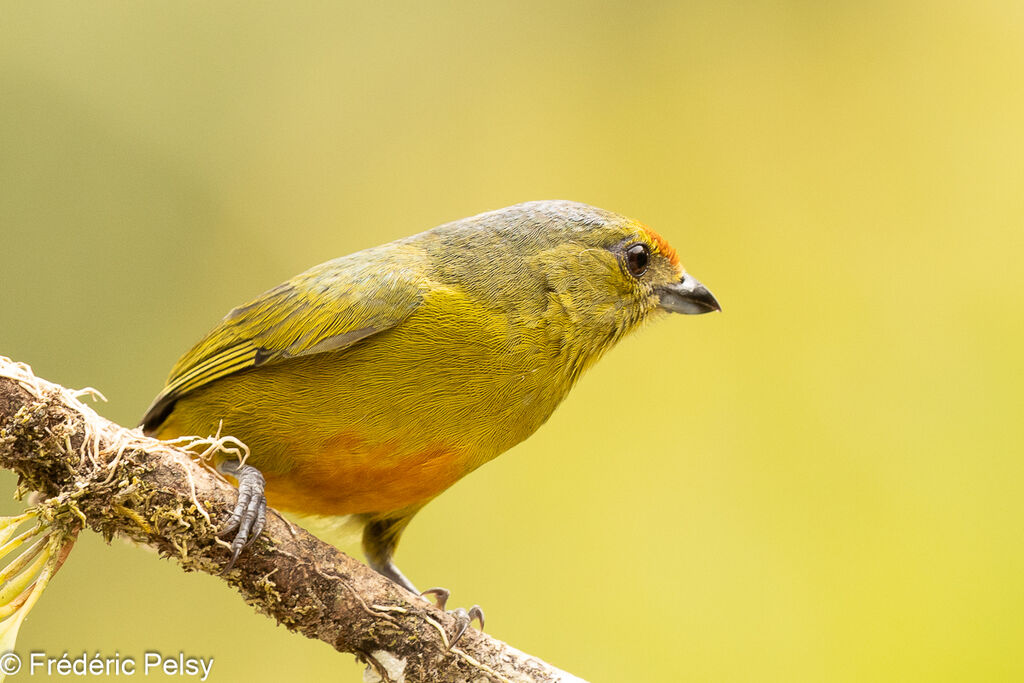 Spot-crowned Euphonia female