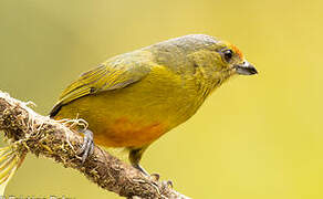 Spot-crowned Euphonia