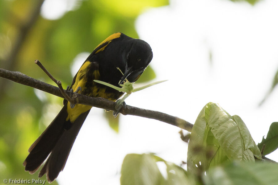 Oriole à capuchonadulte, mange