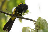 Oriole à capuchon