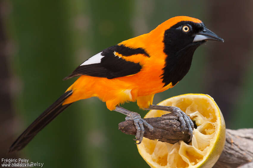 Oriole à dos orangeadulte, identification, composition