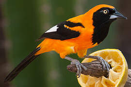 Oriole à dos orange