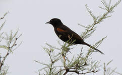 Oriole à galons