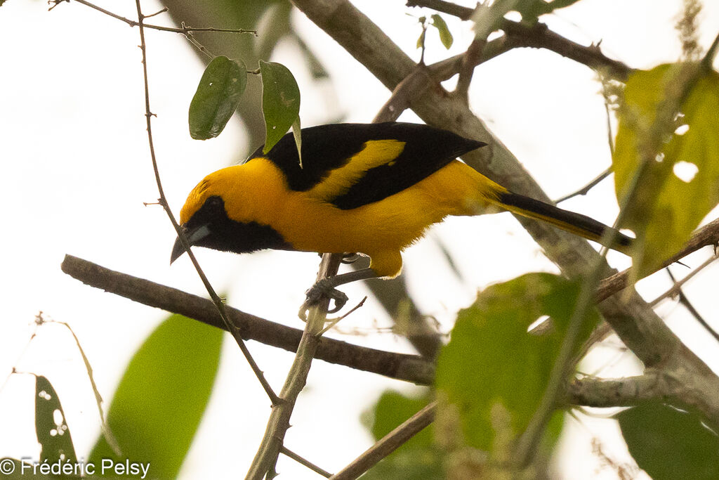 Yellow-tailed Oriole