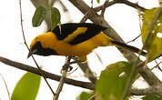 Oriole à queue jaune