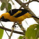 Oriole à queue jaune