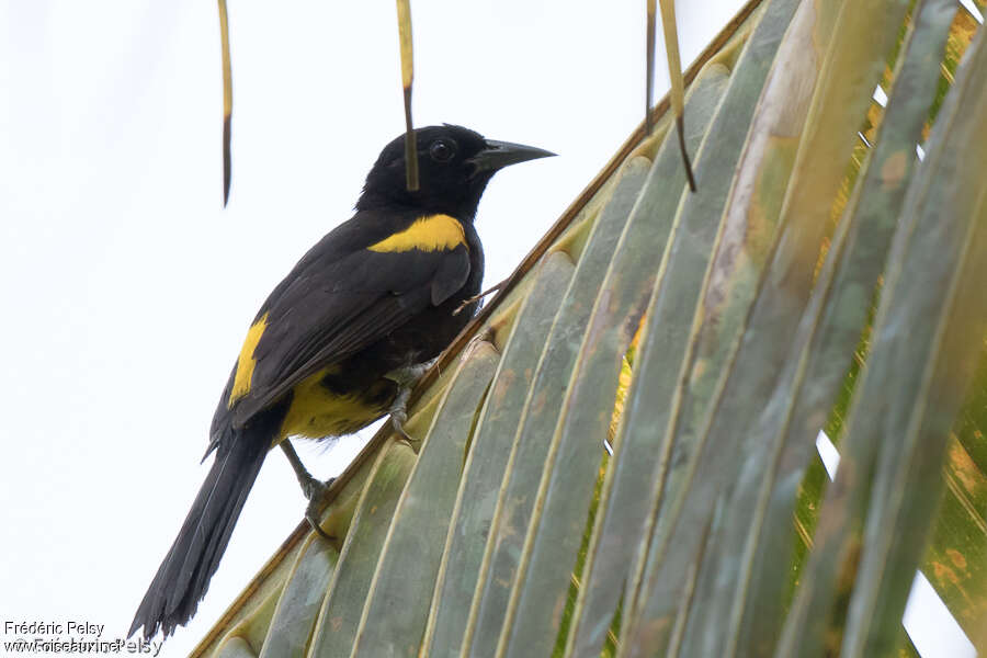 Oriole de Porto Ricoadulte