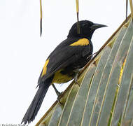 Puerto Rican Oriole