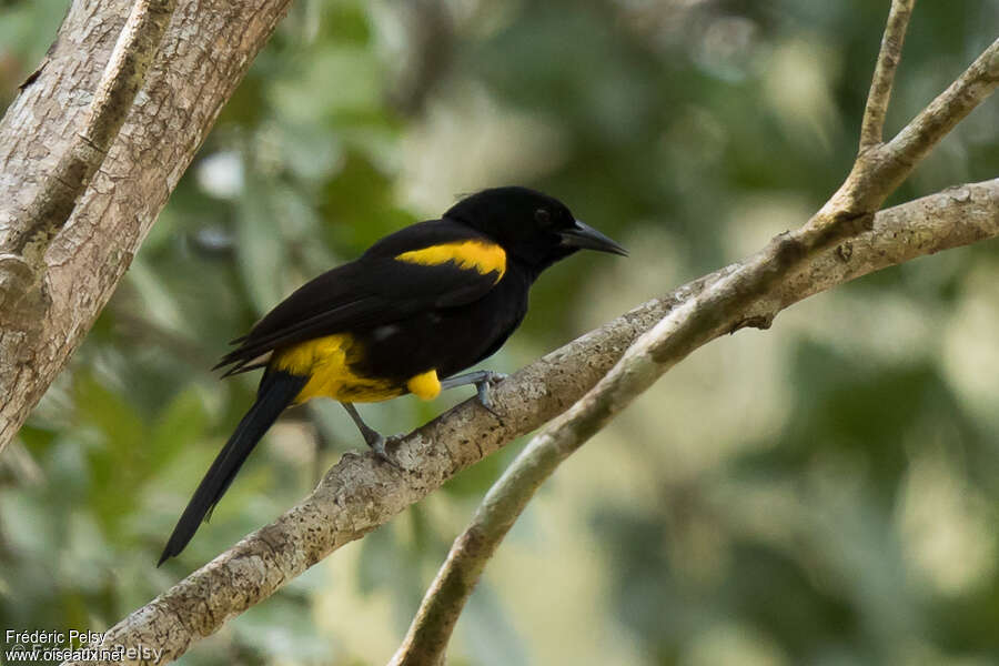 Oriole de Porto Ricoadulte, identification