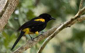 Puerto Rican Oriole