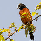 Oriole des vergers