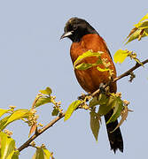 Oriole des vergers