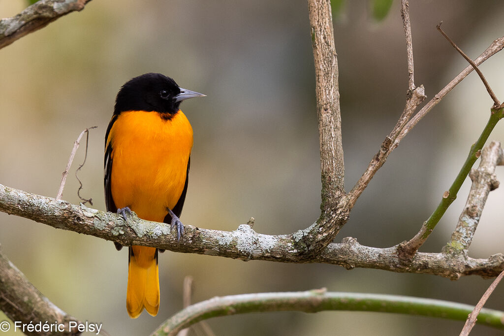 Baltimore Oriole male