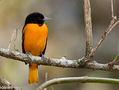 Baltimore Oriole