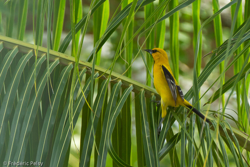 Oriole jauneadulte