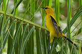 Oriole jaune