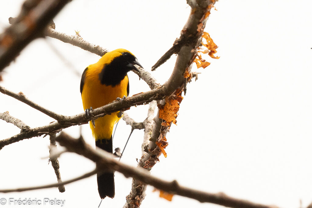 Yellow-backed Oriole