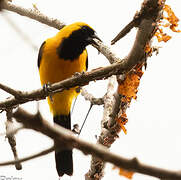 Yellow-backed Oriole