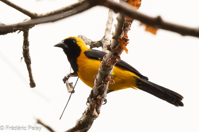 Yellow-backed Oriole