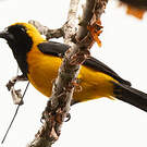 Oriole noir et or