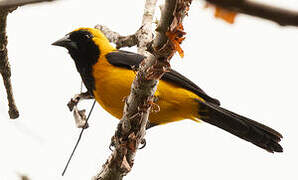 Yellow-backed Oriole