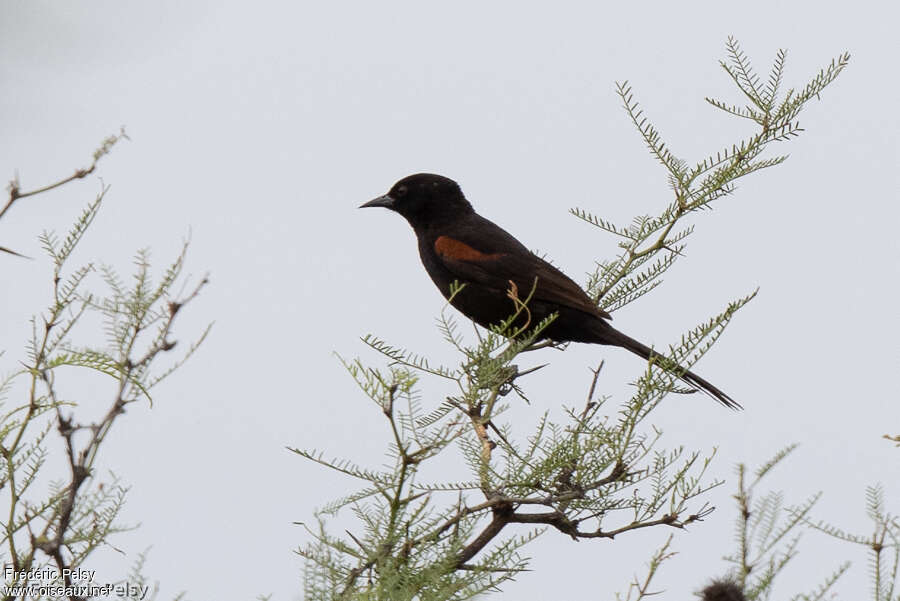 Oriole variable adulte, identification