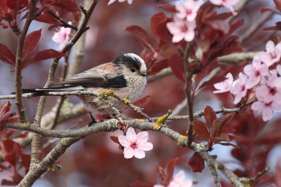 Long-tailed Titadult