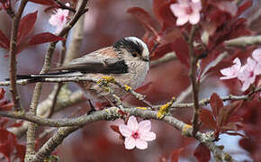 Long-tailed Tit