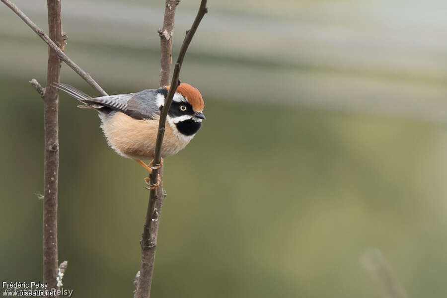 Black-throated Bushtitadult, identification