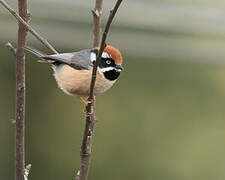 Black-throated Bushtit