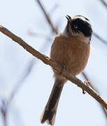 Rufous-fronted Bushtit