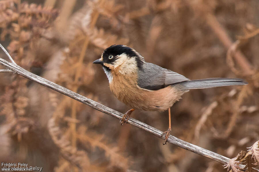 Rufous-fronted Bushtit, identification