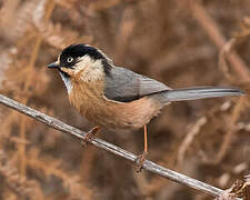 Rufous-fronted Bushtit