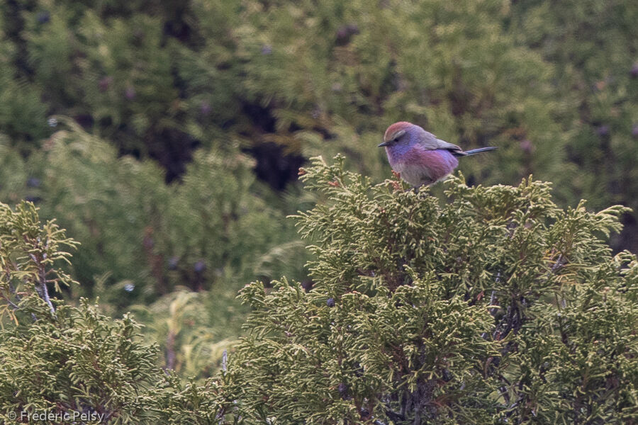 White-browed Tit-warbler male adult