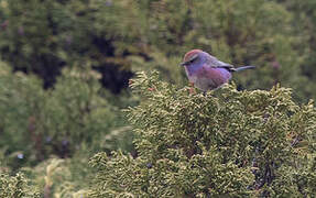 White-browed Tit-warbler