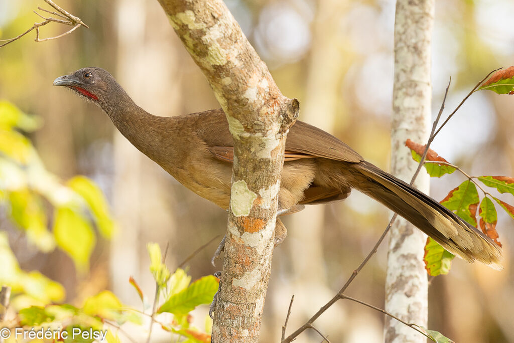 Grey-headed Chachalaca