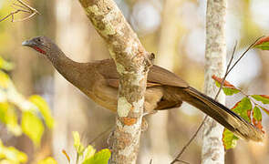 Grey-headed Chachalaca