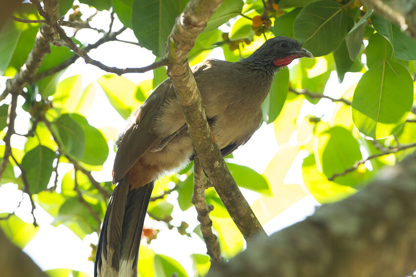 Rufous-vented Chachalaca