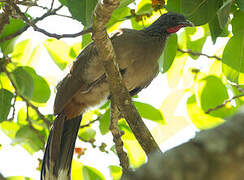 Rufous-vented Chachalaca