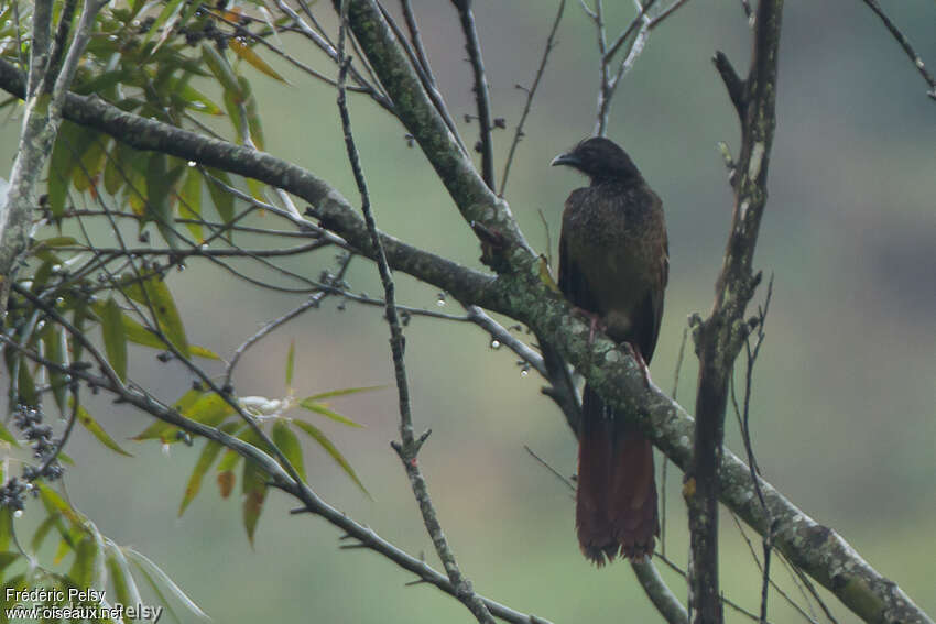 Colombian Chachalaca