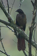 Colombian Chachalaca