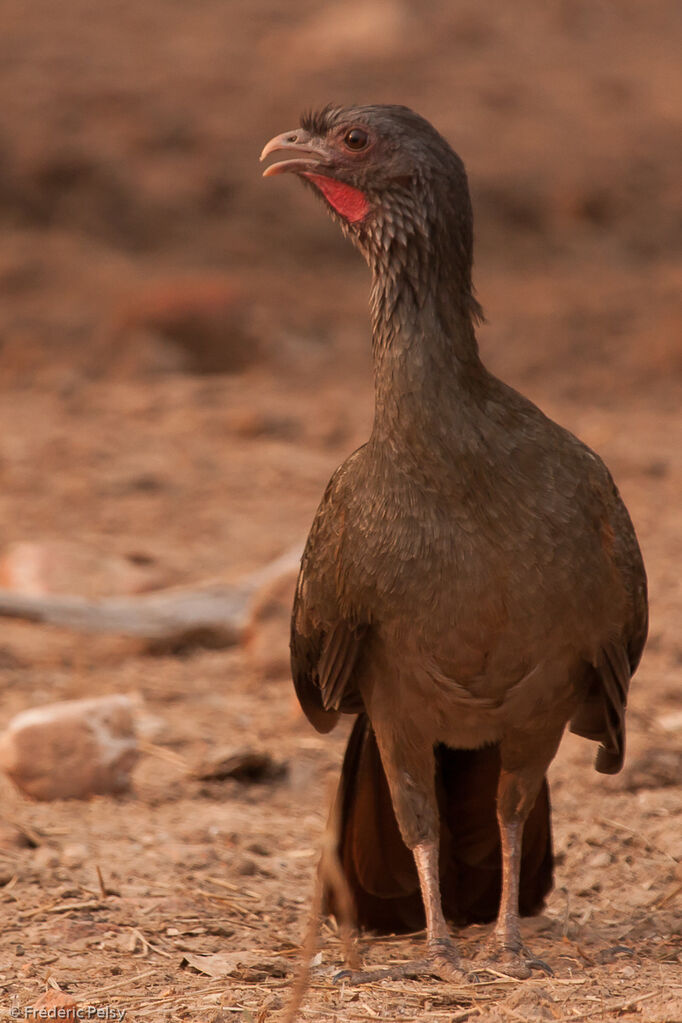 Ortalide du chaco