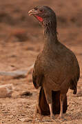 Chaco Chachalaca