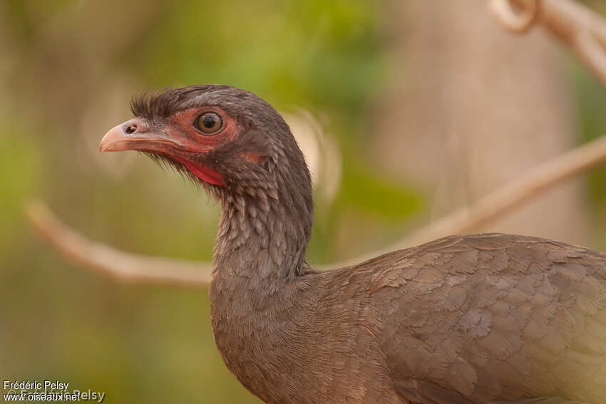 Ortalide du chacoadulte, portrait