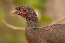 Chaco Chachalaca