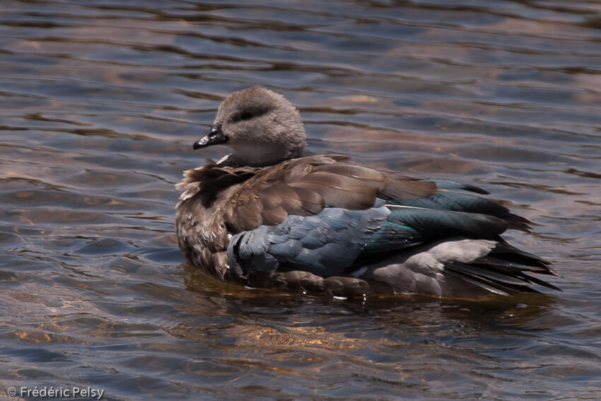 Blue-winged Gooseadult