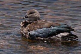 Blue-winged Goose