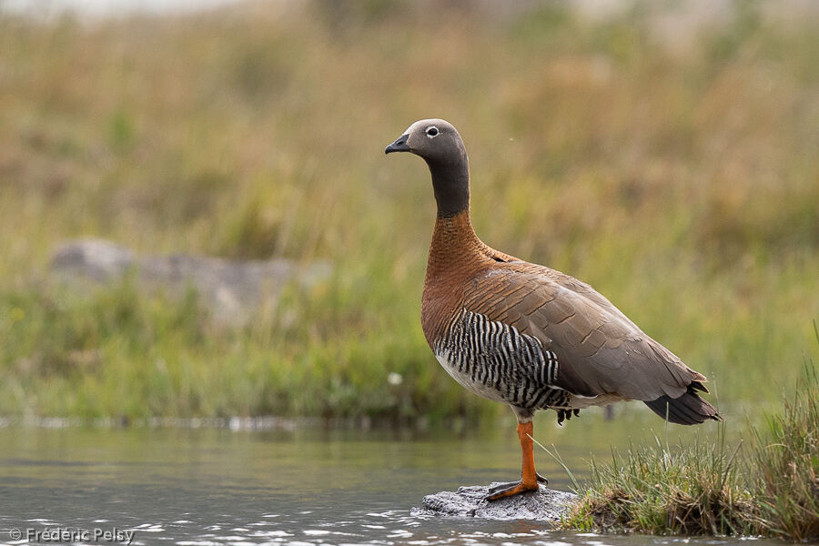 Ashy-headed Gooseadult