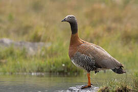 Ashy-headed Goose